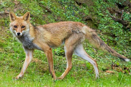 Fox, JPG