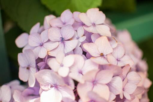 紫陽花 紫陽花の写真