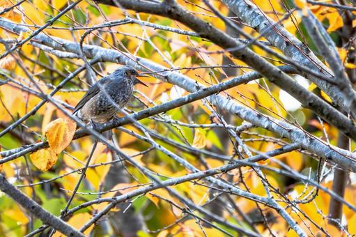 ヒヨドリ(38) 鳥,鳥類,ヒヨドリの写真素材
