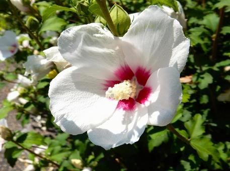 【花の写真】白いムクゲの花 【花の写真】白いムクゲの花の写真