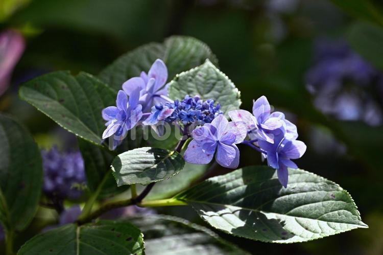 アジサイの花のクローズアップ あじさい,クローズアップ,晴天の写真素材