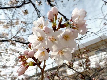 花が開花し始めた住宅街の桜並木 花が開花し始めた住宅街の桜並木の写真