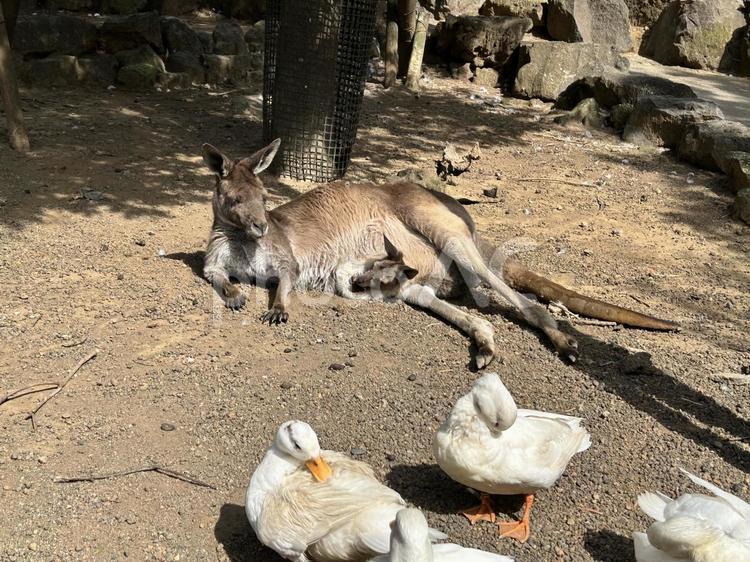 カンガルーのお母さん カンガルー,あひる,寝るの写真素材