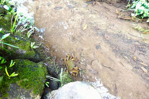 サワガニ サワガニ,川,夏の写真素材