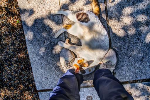 懐いた猫 動物,ペット,猫の写真素材