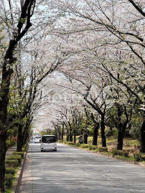 桜並木 さくら,サクラ,ソメイヨシノの写真素材