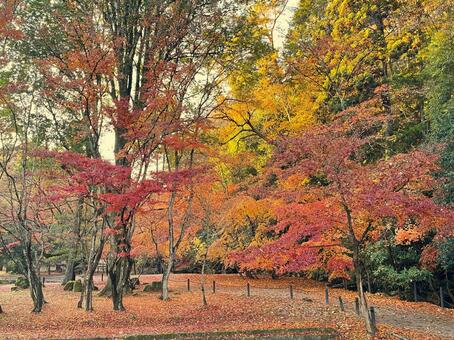 秋の風景 紅葉,黄葉,もみじの写真素材