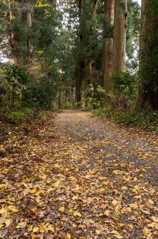 Autumn cedar trees at Hakone Post Station on the Tokaido, JPG