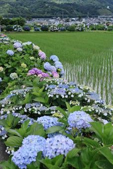 紫陽花と田園風景 紫陽花と田園風景の写真