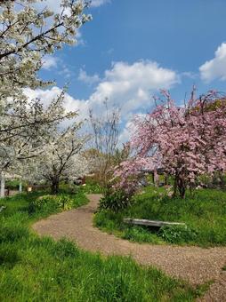 桜 桜の写真