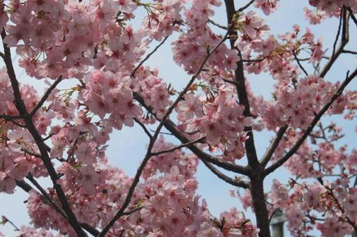 桜咲く 桜咲くの写真