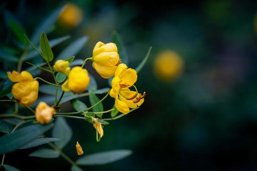 センナ センナの写真