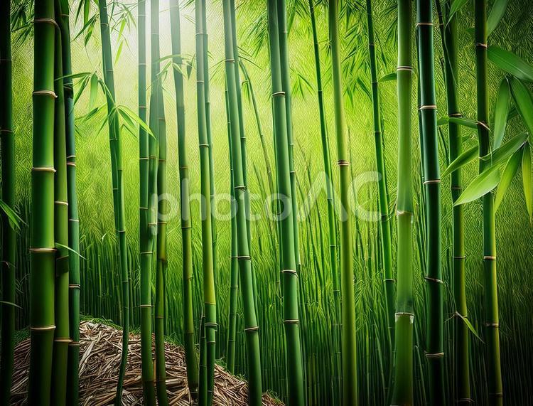 竹林 竹林,竹,日本の写真素材