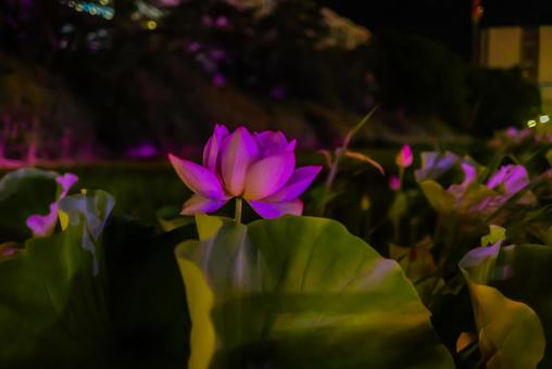 【秋田】夜の千秋公園 蓮の花 2025 【秋田】夜の千秋公園 蓮の花 2025の写真