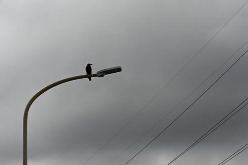 カラス カラスの写真