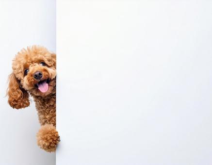 壁からひょっこり顔をだすワンちゃん8 壁からひょっこり顔をだすワンちゃん8の写真