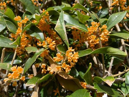 キンモクセイ 秋,金木犀,樹木の写真素材