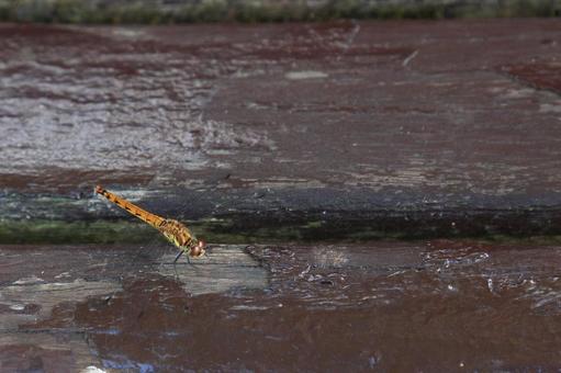 A dragonfly resting in the shade, JPG A dragonfly resting in the shade, JPG