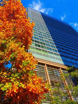 三菱UFJ信託銀行本店ビルと街路樹の彩 紅葉,秋,樹木の写真素材