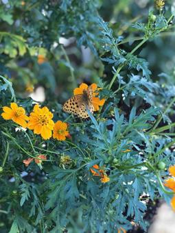 オレンジ色の花とチョウ オレンジ色の花とチョウの写真