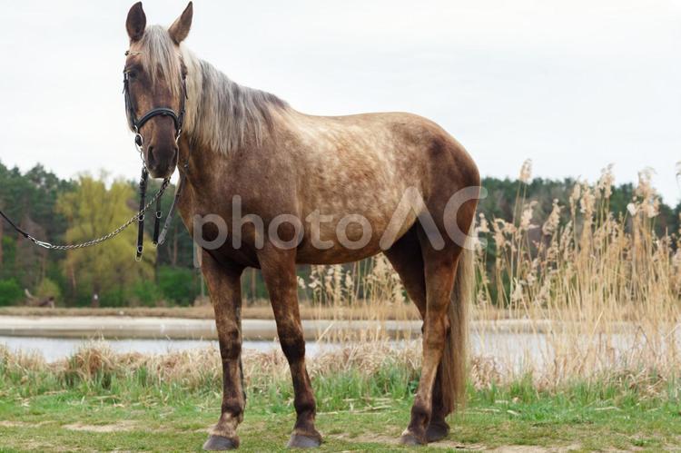 湖畔で立つまだらな馬 馬,全身,白の写真素材