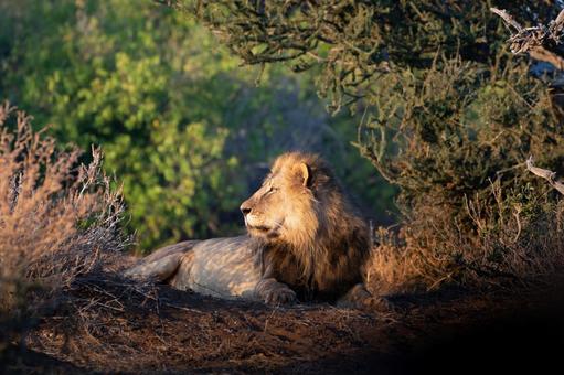 オスライオン オスライオン ライオン,ネコ科,肉食動物の写真素材