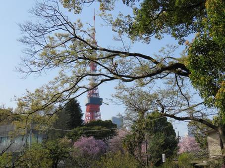 รูปถ่าย, shiba park, โตเกียวทาวเวอร์, โตเกียว, 