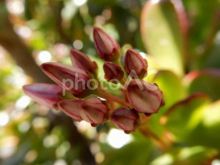 花、金のなる木 plants,ピンク,ボタニカルの写真素材