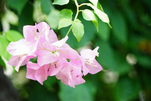 優雅に咲くピンクの花 優雅に咲くピンクの花の写真
