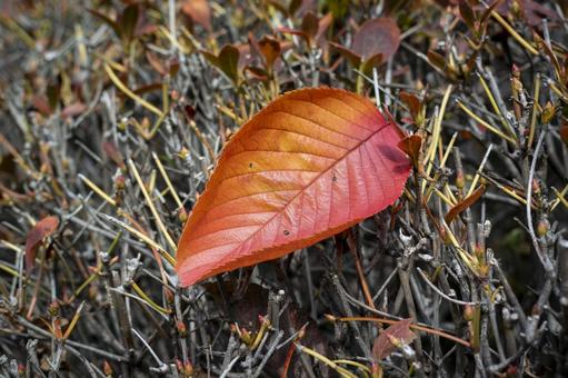 落ち葉 落ち葉,枯葉,落葉の写真素材