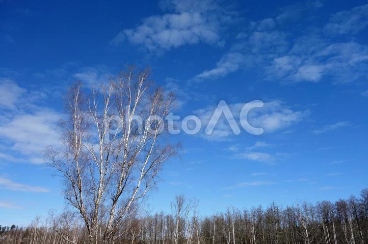 春の空と樹木３ 春の空,季節,春の写真素材