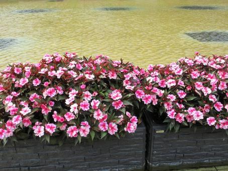 池の中のインパチェンス 02 池の中のインパチェンス 02 インパチェンス,アフリカホウセンカ,上野恩賜公園の写真素材