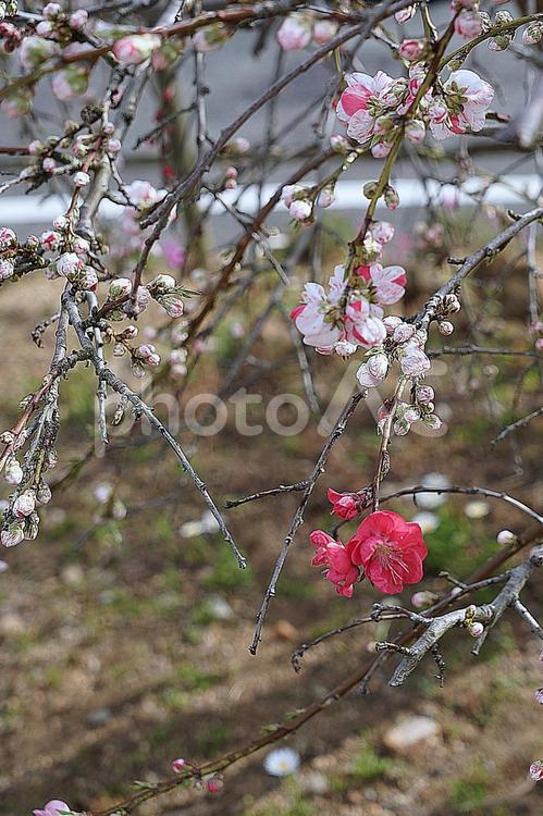 松帆の郷17　紅白梅の木 兵庫県,淡路市,岩屋の写真素材