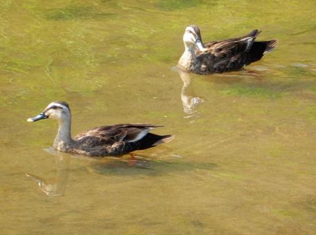 [Bird photo] A pair of mallards, JPG