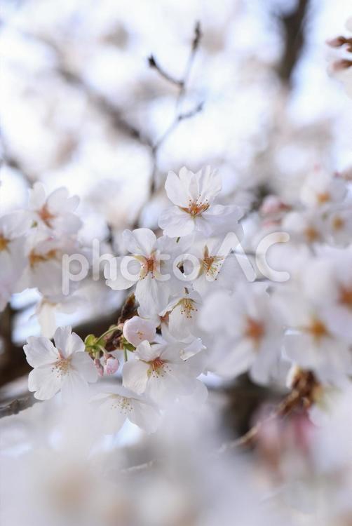 岩国　錦帯橋の桜 桜,さくら,サクラの写真素材