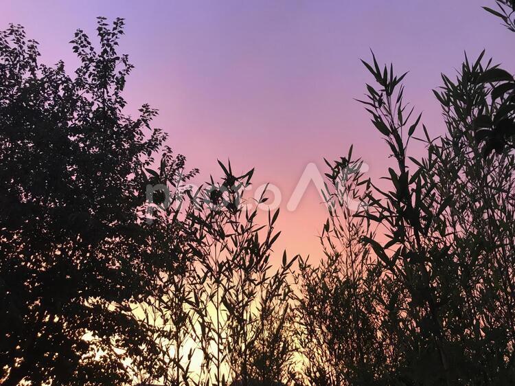 夕暮れ 夏の夕暮れ,空,夕焼けの写真素材