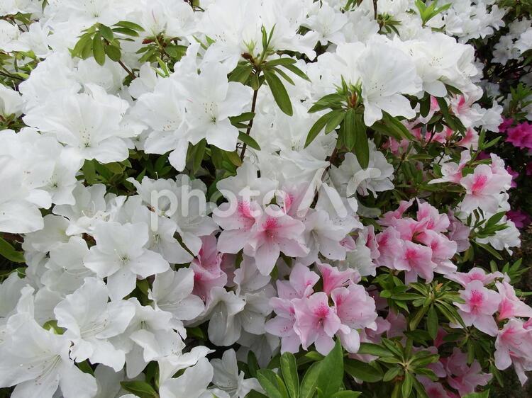 満開のツツジの花 つつじ,ツツジ,公園の写真素材