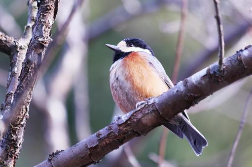 アップで撮った枝の上のヤマガラ アップで撮った枝の上のヤマガラ 鳥,ヤマガラ,自然の写真素材