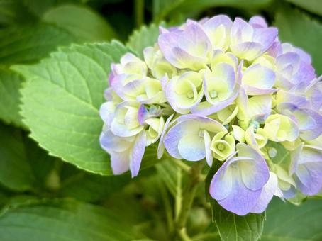 Photo, hydrangea, temari blooming, seven changes, 