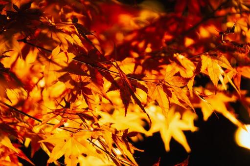 ライトアップで黄金色に輝く夜の紅葉 紅葉,もみじ,楓の写真素材
