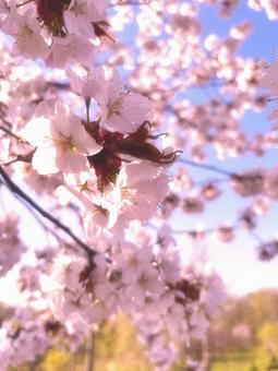 桜の写真