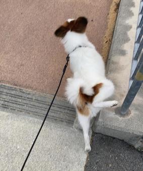 Photo, papillon, dog, pet dog, 