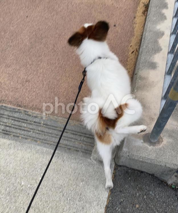 オス犬のおしっこの姿勢 パピヨン,papillon,犬の写真素材