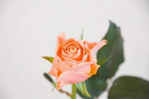 オレンジ色のバラ オレンジ色,花,水滴の写真素材