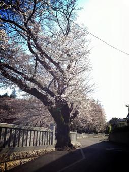 大樹 大樹の写真