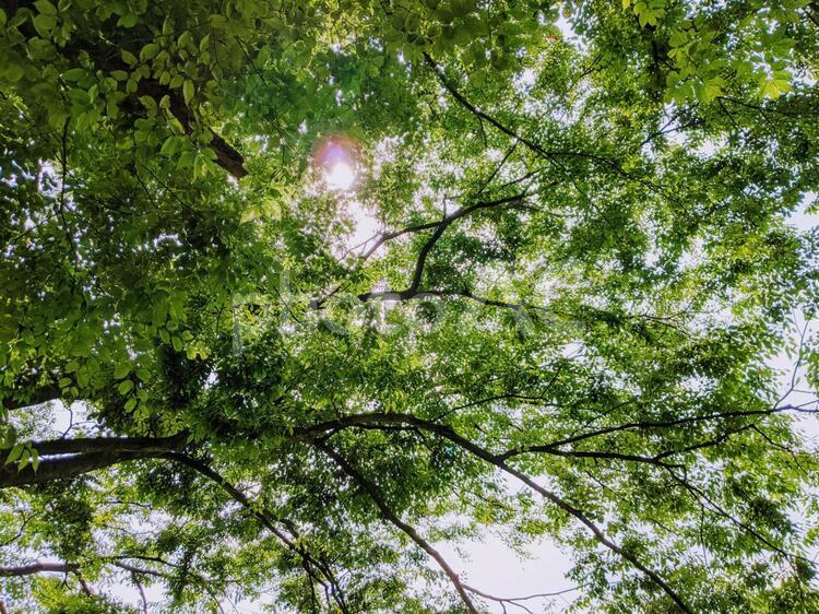木漏れ日 木漏れ日,木,光の写真素材