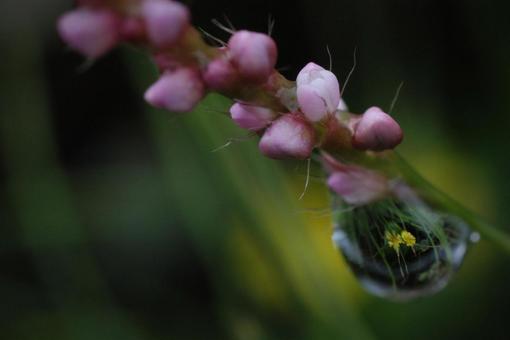 イヌタデと水滴 水滴,水,花の写真素材