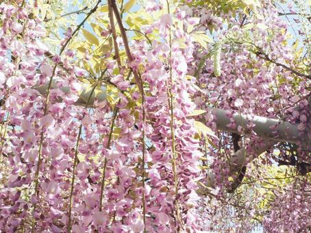 藤の花 藤の花の写真