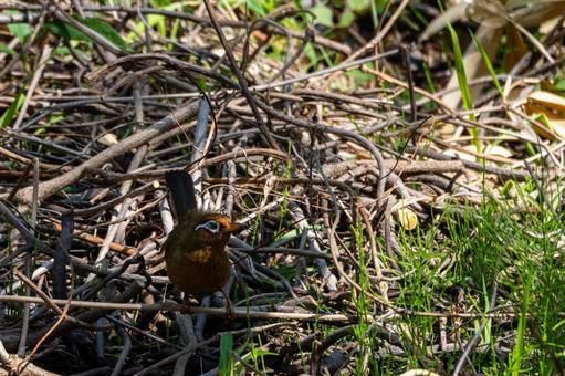 Photo, bird, wild bird, chinese hwamei, 