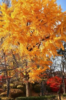 紅葉　長野県　上田城 紅葉,長野県,上田城の写真素材
